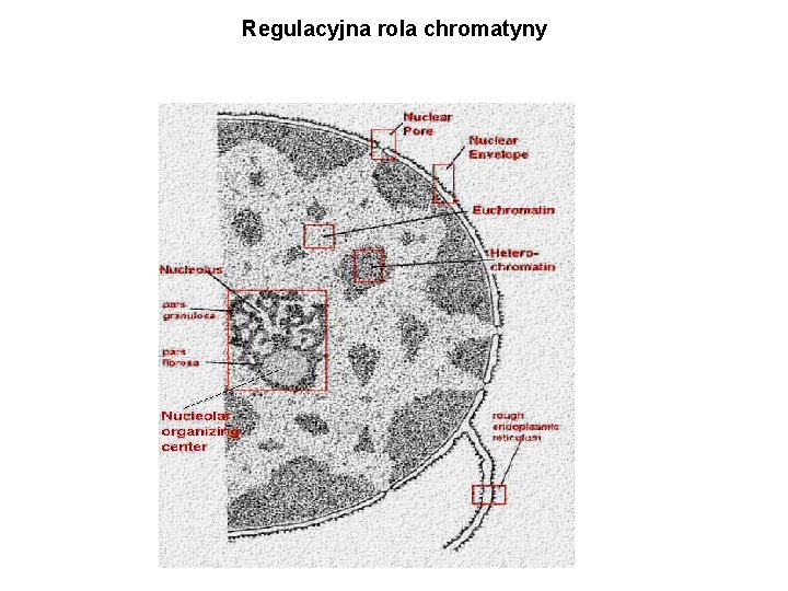 Regulacyjna rola chromatyny 