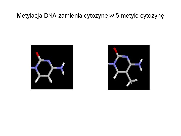 Metylacja DNA zamienia cytozynę w 5 -metylo cytozynę 