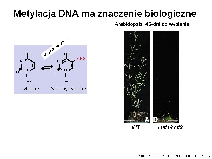 Metylacja DNA ma znaczenie biologiczne Arabidopsis 46 -dni od wysiania e as r sfe