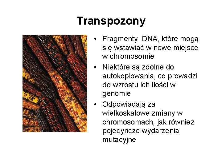 Transpozony • Fragmenty DNA, które mogą się wstawiać w nowe miejsce w chromosomie •