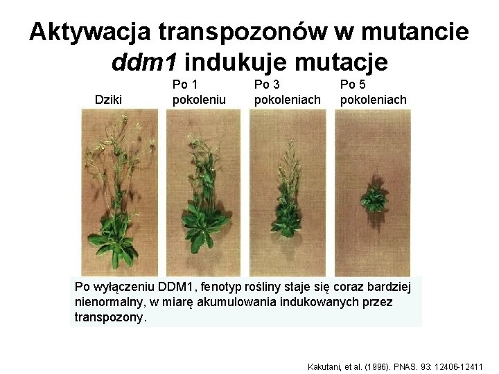 Aktywacja transpozonów w mutancie ddm 1 indukuje mutacje Dziki Po 1 pokoleniu Po 3