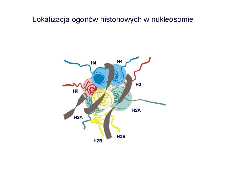 Lokalizacja ogonów histonowych w nukleosomie H 4 H 3 H 2 A H 2