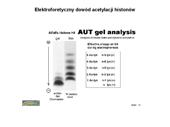 Elektroforetyczny dowód acetylacji histonów 