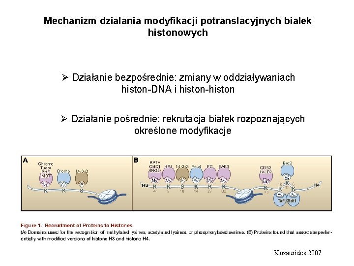 Mechanizm działania modyfikacji potranslacyjnych białek histonowych Ø Działanie bezpośrednie: zmiany w oddziaływaniach histon-DNA i