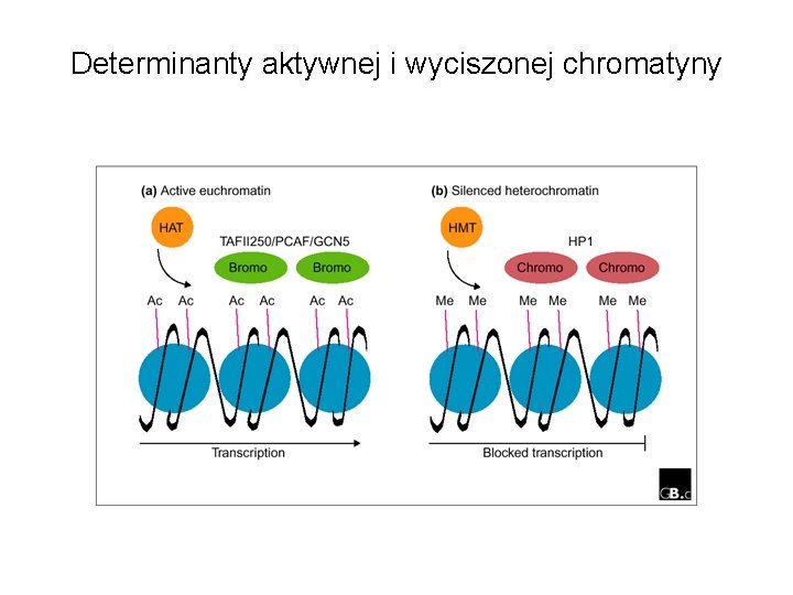 Determinanty aktywnej i wyciszonej chromatyny 