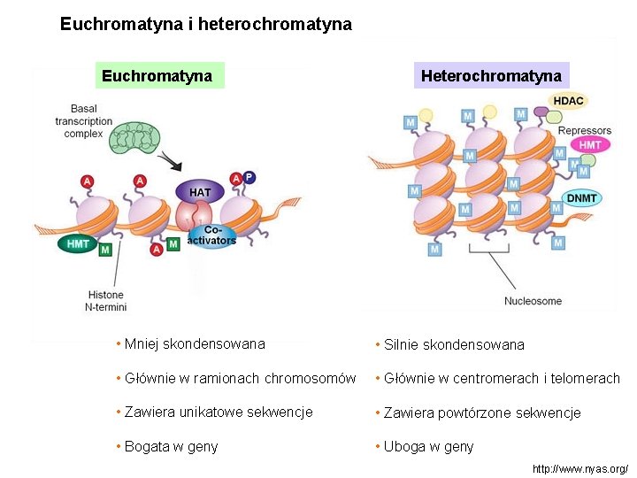 Euchromatyna i heterochromatyna Euchromatyna Heterochromatyna • Mniej skondensowana • Silnie skondensowana • Głównie w