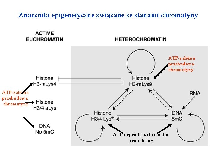 Znaczniki epigenetyczne związane ze stanami chromatyny ATP-zależna przebudowa chromatyny ATP-dependent chromatin remodeling 