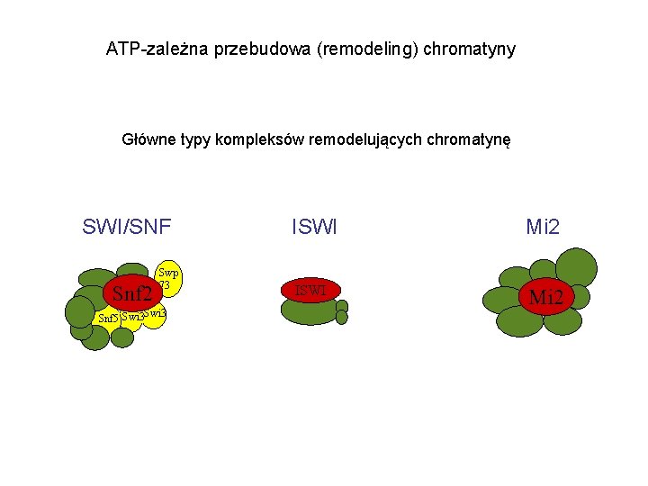 ATP-zależna przebudowa (remodeling) chromatyny Główne typy kompleksów remodelujących chromatynę SWI/SNF Snf 2 Swp 73
