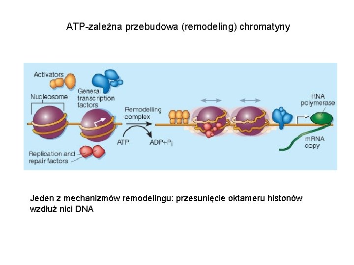 ATP-zależna przebudowa (remodeling) chromatyny Jeden z mechanizmów remodelingu: przesunięcie oktameru histonów wzdłuż nici DNA