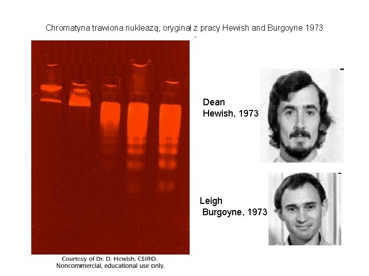 Chromatyna trawiona nukleazą, oryginał z pracy Hewish and Burgoyne 1973 Dean Hewish, 1973 Leigh