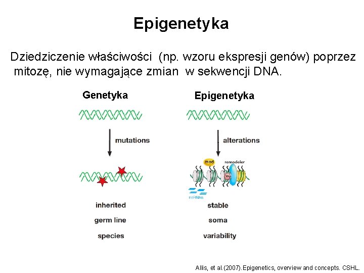 Epigenetyka Dziedziczenie właściwości (np. wzoru ekspresji genów) poprzez mitozę, nie wymagające zmian w sekwencji