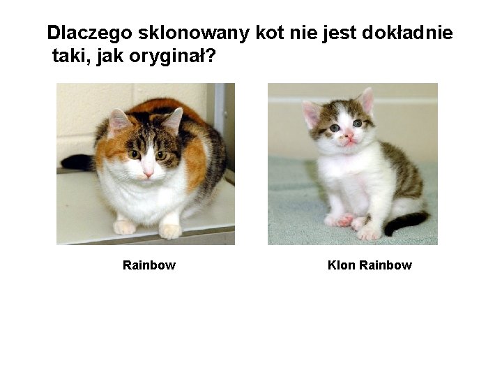 Dlaczego sklonowany kot nie jest dokładnie taki, jak oryginał? Rainbow Klon Rainbow 