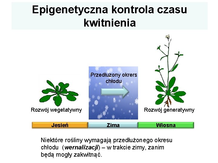 Epigenetyczna kontrola czasu kwitnienia Przedłuzony okrers chłodu Rozwój generatywny Rozwój wegetatywny Jesień Zima Wiosna