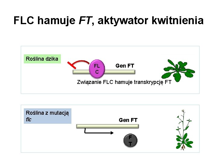 FLC hamuje FT, aktywator kwitnienia Roślina dzika FL C Gen FT Związanie FLC hamuje