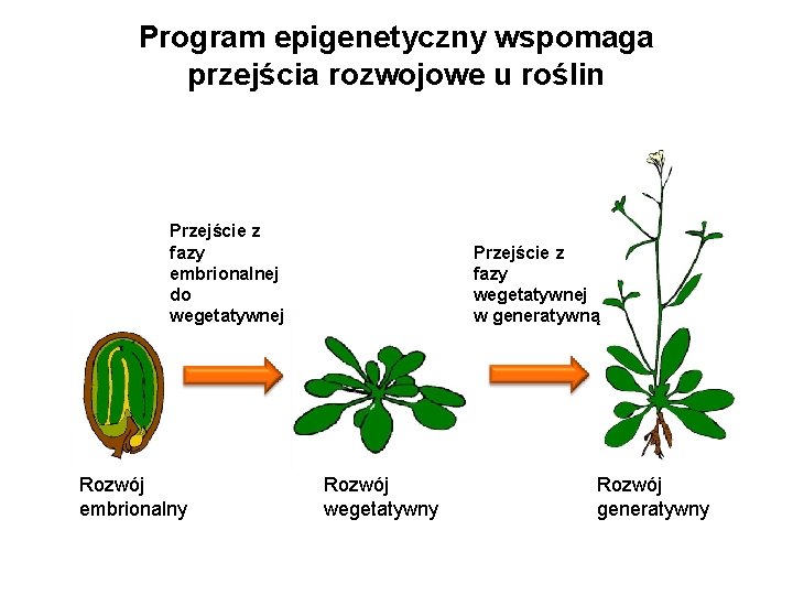 Program epigenetyczny wspomaga przejścia rozwojowe u roślin Przejście z fazy embrionalnej do wegetatywnej Rozwój