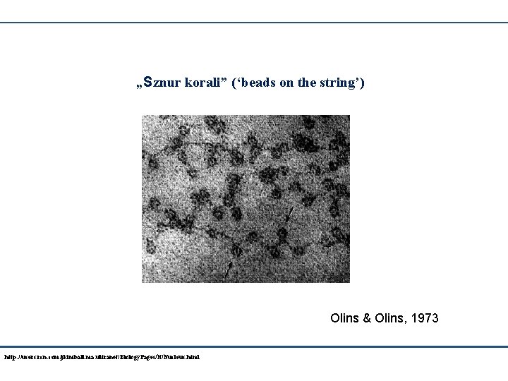 „Sznur korali” (‘beads on the string’) Olins & Olins, 1973 http: //users. rcn. com/jkimball.