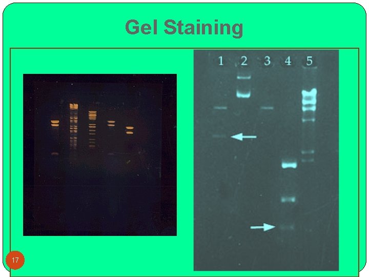 Gel Staining 17 