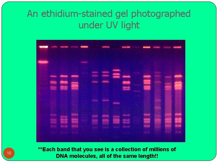 An ethidium-stained gel photographed under UV light 18 **Each band that you see is