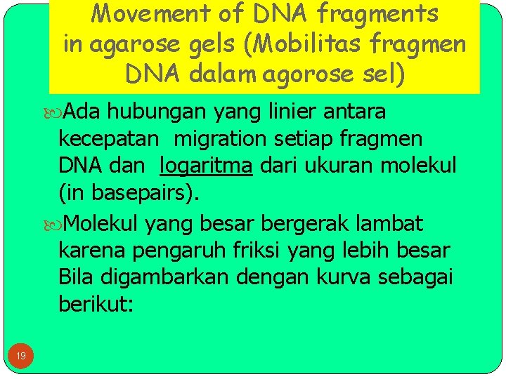 Movement of DNA fragments in agarose gels (Mobilitas fragmen DNA dalam agorose sel) Ada