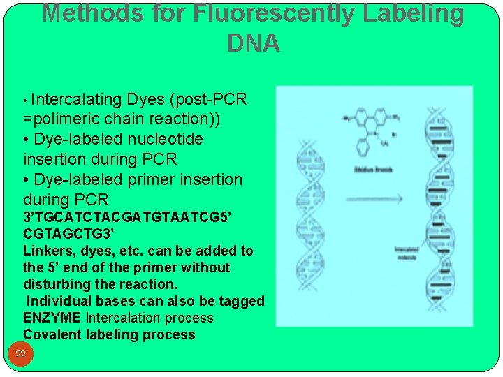 Methods for Fluorescently Labeling DNA • Intercalating Dyes (post-PCR =polimeric chain reaction)) • Dye-labeled