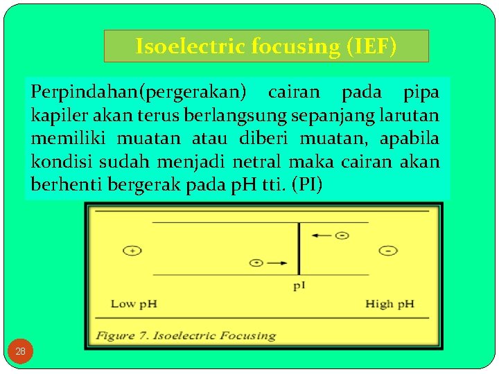 Isoelectric focusing (IEF) Perpindahan(pergerakan) cairan pada pipa kapiler akan terus berlangsung sepanjang larutan memiliki