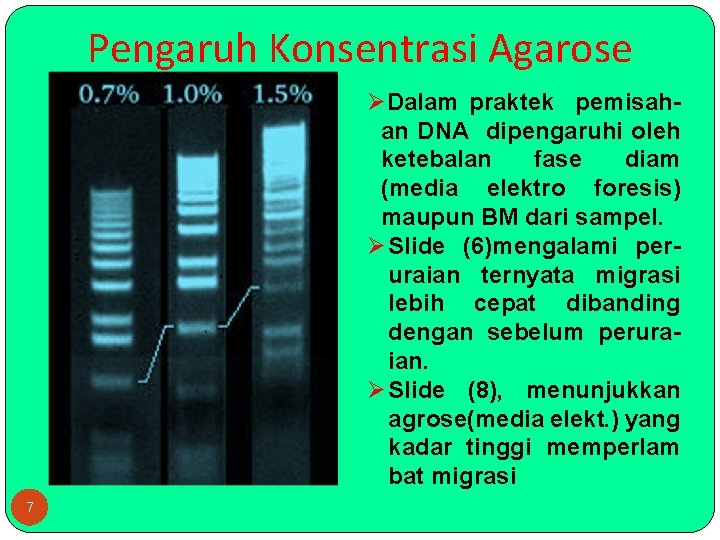 Pengaruh Konsentrasi Agarose ØDalam praktek pemisahan DNA dipengaruhi oleh ketebalan fase diam (media elektro