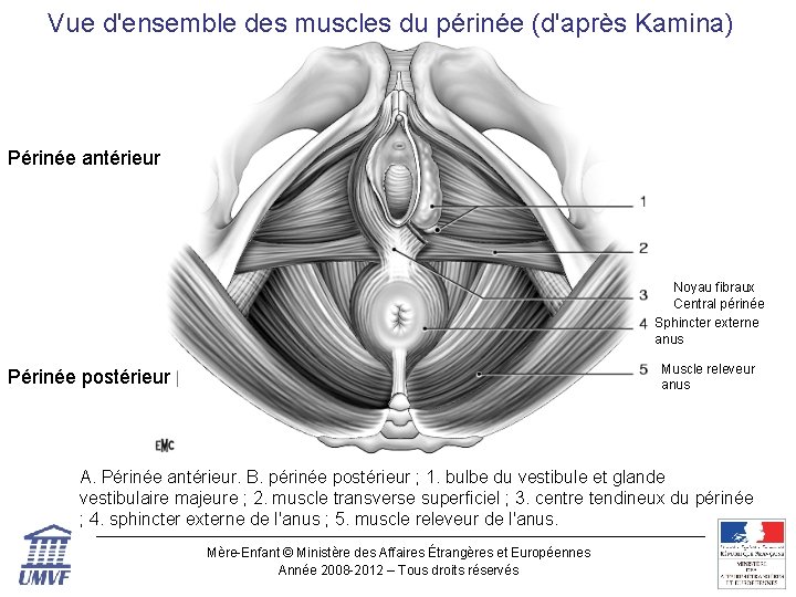 Vue d'ensemble des muscles du périnée (d'après Kamina) Périnée antérieur Noyau fibraux Central périnée