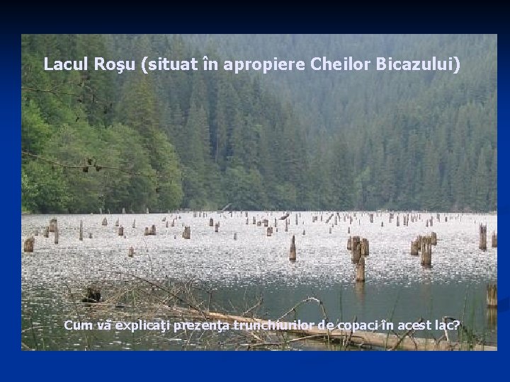 Lacul Roşu (situat în apropiere Cheilor Bicazului) Cum vă explicaţi prezenţa trunchiurilor de copaci