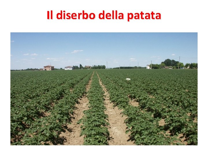 Il diserbo della patata 