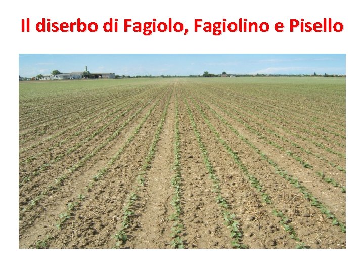 Il diserbo di Fagiolo, Fagiolino e Pisello 