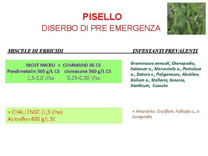 PISELLO DISERBO DI PRE EMERGENZA MISCELE DI ERBICIDI INFESTANTI PREVALENTI MOST MICRO + COMMAND