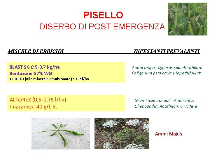 PISELLO DISERBO DI POST EMERGENZA MISCELE DI ERBICIDI INFESTANTI PREVALENTI BLAST SG 0, 5