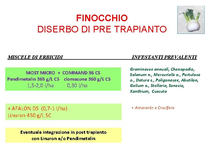 FINOCCHIO DISERBO DI PRE TRAPIANTO MISCELE DI ERBICIDI INFESTANTI PREVALENTI MOST MICRO + COMMAND