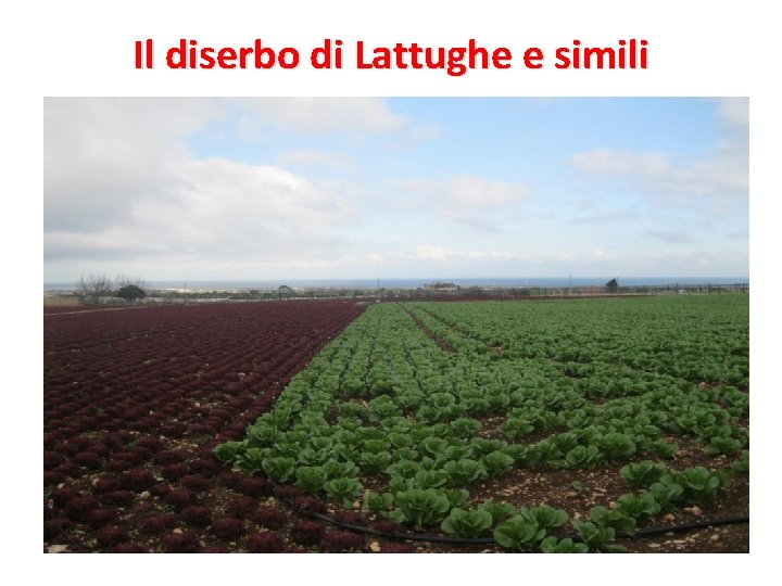 Il diserbo di Lattughe e simili 