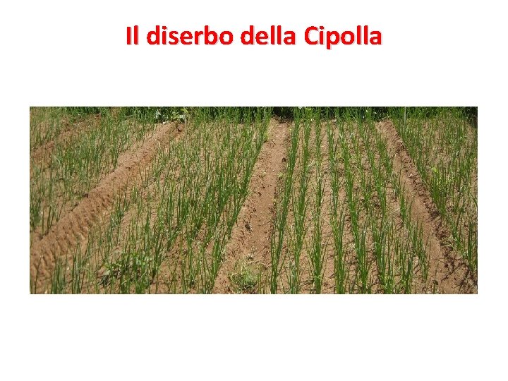 Il diserbo della Cipolla 