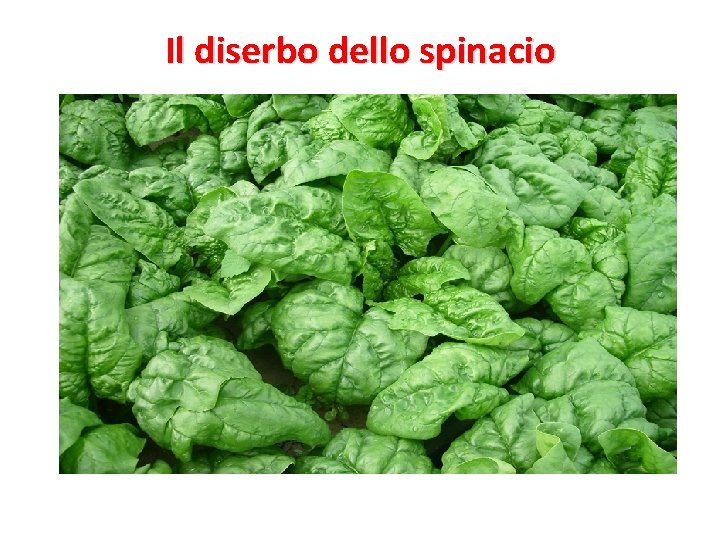 Il diserbo dello spinacio 