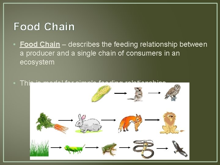 Food Chain • Food Chain – describes the feeding relationship between a producer and