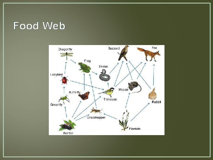 Food Web 