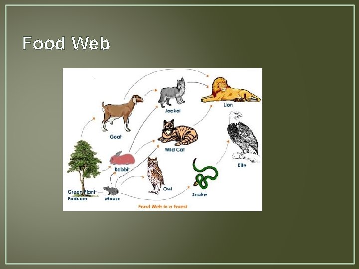 Food Web 