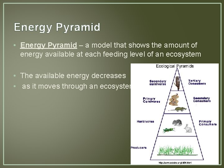 Energy Pyramid • Energy Pyramid – a model that shows the amount of energy