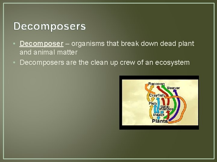 Decomposers • Decomposer – organisms that break down dead plant and animal matter •