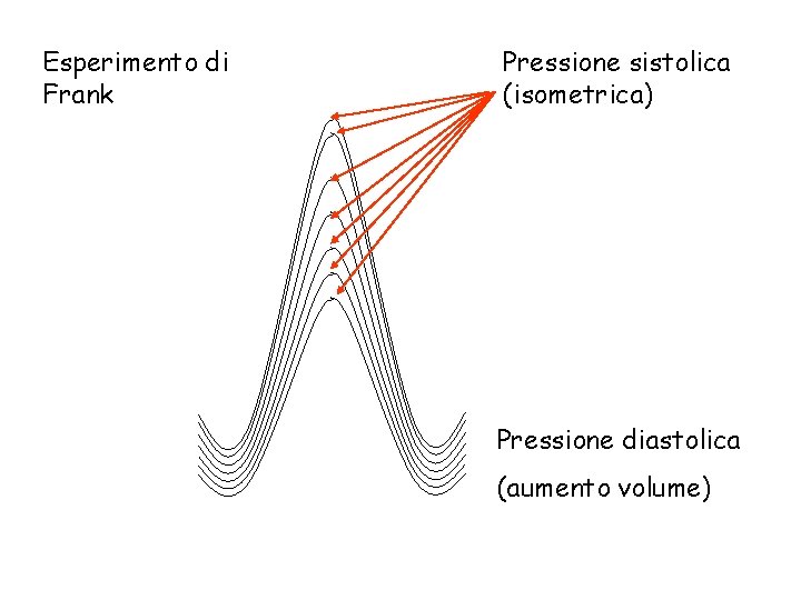 Esperimento di Frank Pressione sistolica (isometrica) Pressione diastolica (aumento volume) 