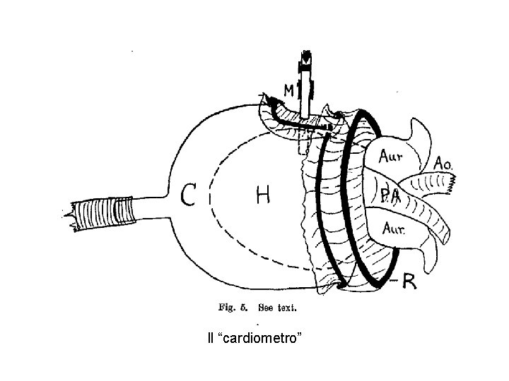 Il “cardiometro” Il “cardiometro”