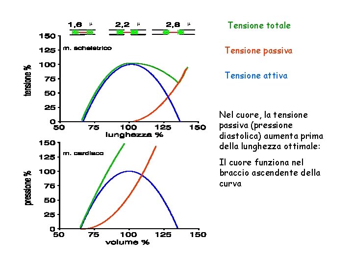 m m m Tensione totale Tensione passiva Tensione attiva Nel cuore, la tensione passiva