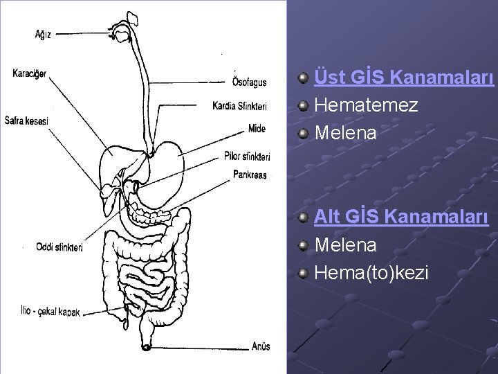 Üst GİS Kanamaları Hematemez Melena Alt GİS Kanamaları Melena Hema(to)kezi 