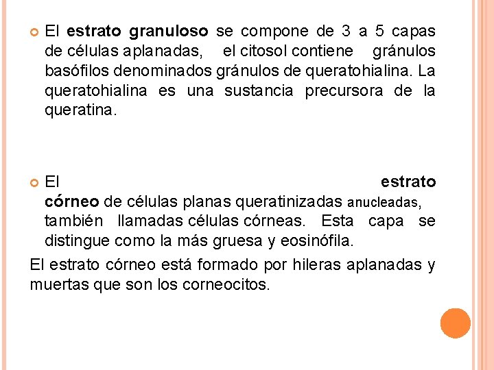 El estrato granuloso se compone de 3 a 5 capas de células aplanadas, El estrato granuloso se compone de 3 a 5 capas de células aplanadas,
