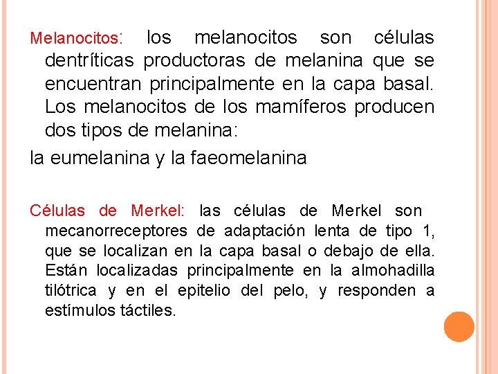 Melanocitos: los melanocitos son células dentríticas productoras de melanina que se encuentran principalmente en Melanocitos: los melanocitos son células dentríticas productoras de melanina que se encuentran principalmente en