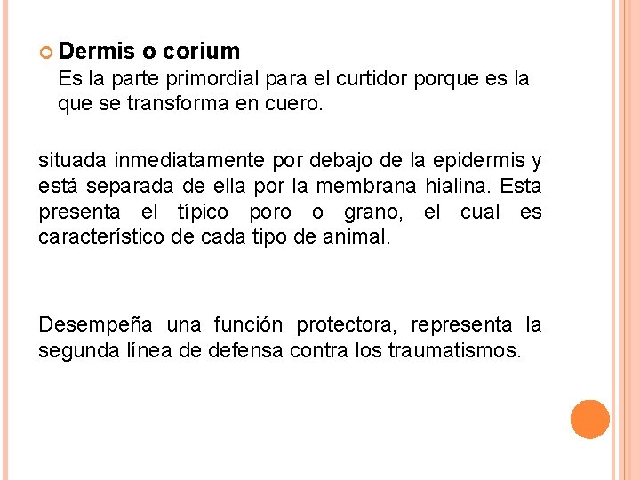 Dermis o corium Es la parte primordial para el curtidor porque es la Dermis o corium Es la parte primordial para el curtidor porque es la