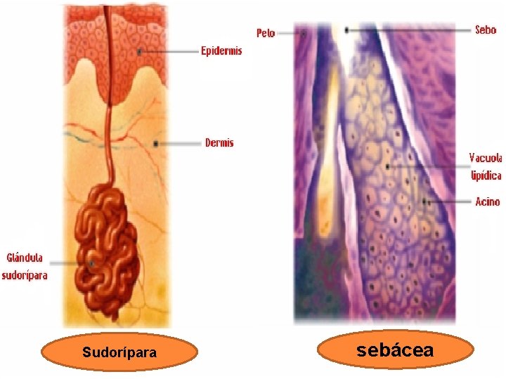 Sudorípara sebácea Sudorípara sebácea