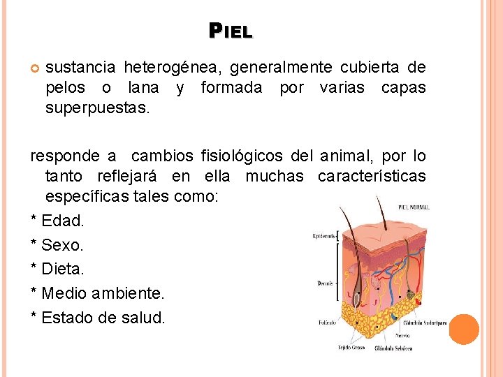 PIEL sustancia heterogénea, generalmente cubierta de pelos o lana y formada por varias capas PIEL sustancia heterogénea, generalmente cubierta de pelos o lana y formada por varias capas